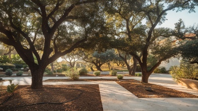 fig garden